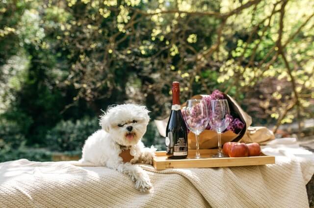 Anniversary personalized gifts: White small dog on a cream blanket next to a tray of wine